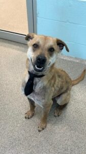 article image - Jingle 2